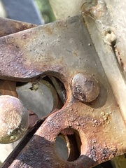 Araneae