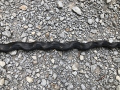 Pantherophis spiloides