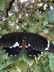Papilio aegeus