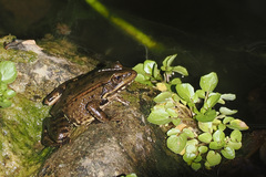 Rana draytonii