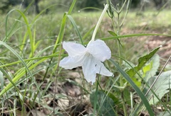 Ruellia metziae