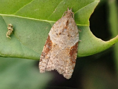 Acleris laterana