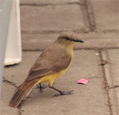 Machetornis rixosa