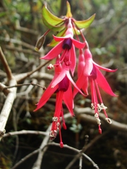 Fuchsia
