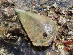 Pinnidae