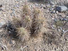Echinocereus engelmannii engelmannii