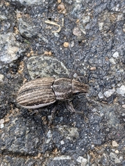 Naupactus leucoloma