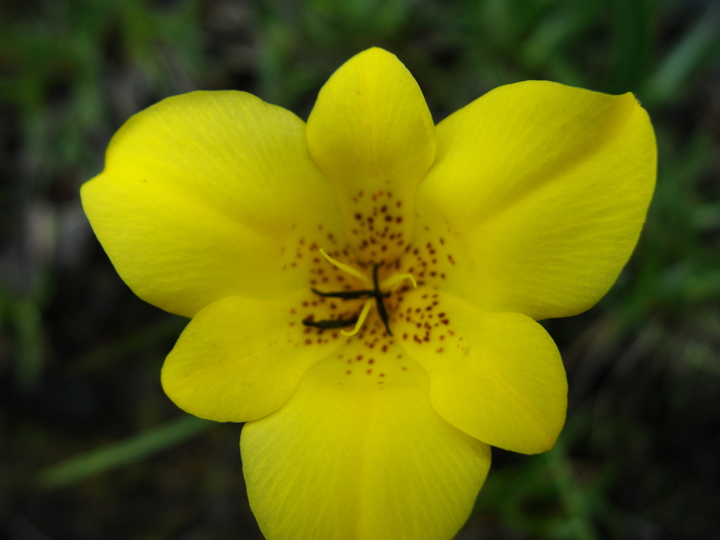 Trimezia campanula