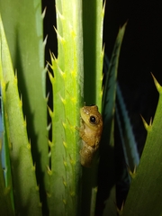 Dendropsophus sanborni