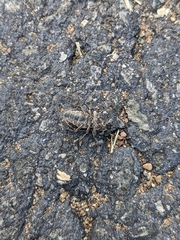 Naupactus leucoloma