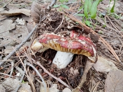 Russula sanguinea