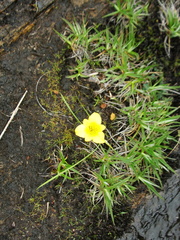 Iridaceae
