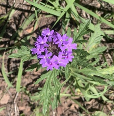 Glandularia wrightii