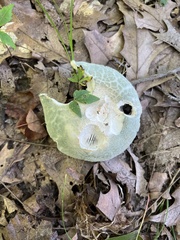 Russula virescens