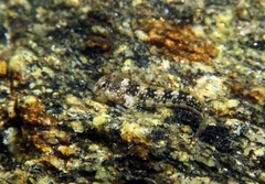 Coryphoblennius galerita