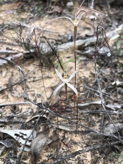 Caladenia capillata