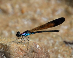 Heliocypha biforata