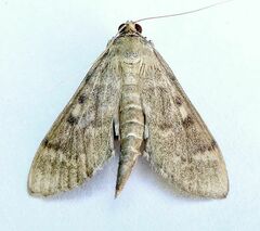 Herpetogramma aeglealis