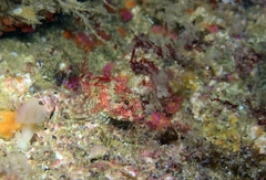 Taurulus bubalis