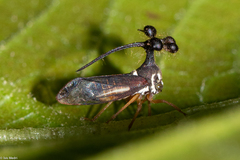 Bocydium globulare