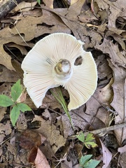 Russula virescens