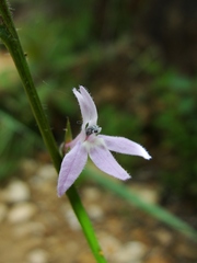 Lobelia camporum