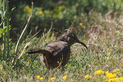 Toxostoma redivivum