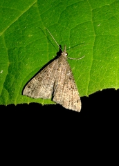 Hypena obsitalis