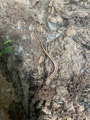 Eurycea guttolineata