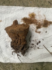Pisolithus tinctorius