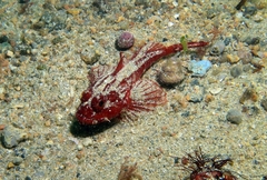 Taurulus bubalis