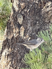 Baeolophus inornatus