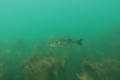 Dicentrarchus labrax