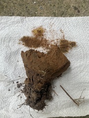 Pisolithus tinctorius
