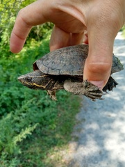 Sternotherus odoratus