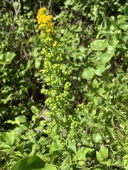 Solidago puberula