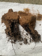 Pisolithus tinctorius