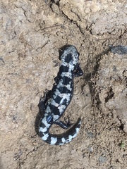 Ambystoma opacum