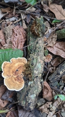 Trametes cubensis