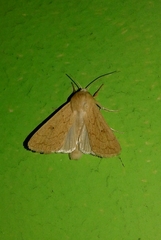 Mythimna vitellina