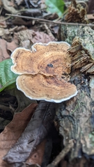 Trametes cubensis