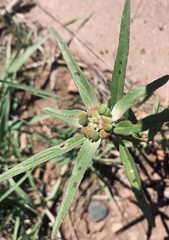 Euphorbia davidii