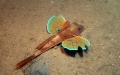 Chelidonichthys lucerna