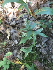 Symphyotrichum ontarionis