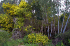 Acacia longifolia longifolia