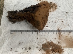 Pisolithus tinctorius