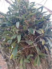 Gomesa bifolia