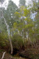 Acacia longifolia longifolia