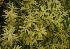 Acacia longifolia longifolia
