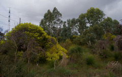 Acacia longifolia longifolia